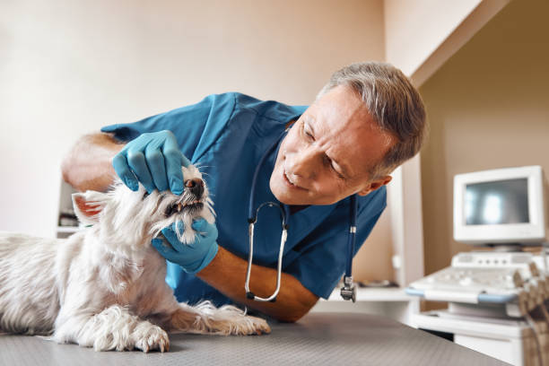 Best Pediatric Emergency Dentist in Martinsburg, PA